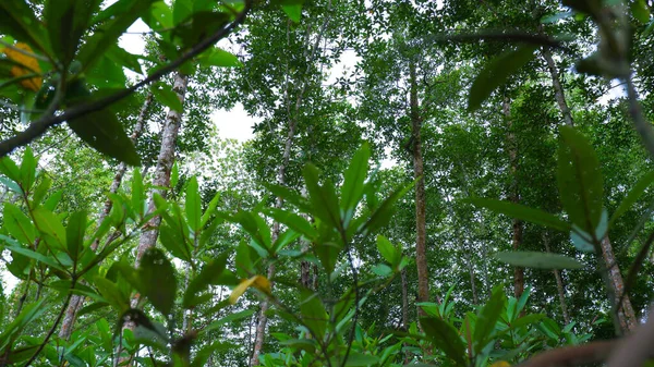 Floresta Mangue Com Folhas Verdes Densas Tiradas Baixo Aldeia Belo — Fotografia de Stock