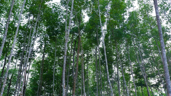 Die Umwelt Des Ökosystems Mangrovenwald Das Dorf Belo Laut Laufe — Stockfoto