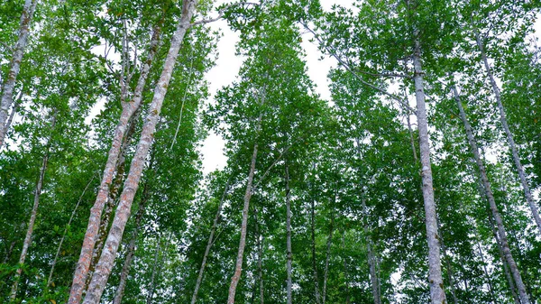 Tyčící Mangrovníkové Stromy Štíhlými Tvary Stromů Belo Laut Village Během — Stock fotografie