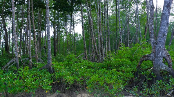 Natural Scenery Mangrove Forest Ecosystem Grows Lush Green Village Belo — Stock Photo, Image