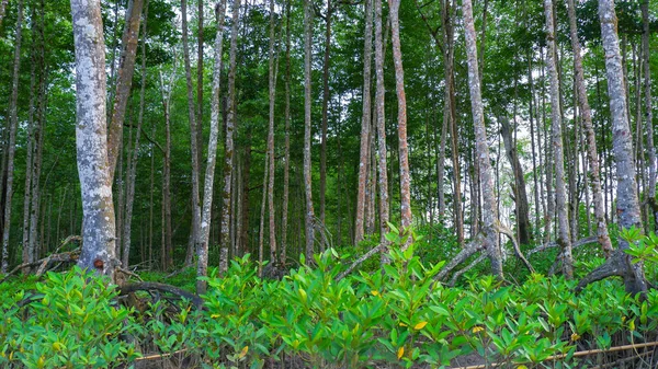 Blick Auf Den Lebensraum Mangrovenwald Mit Hohen Dünnen Bäumen Dorf — Stockfoto