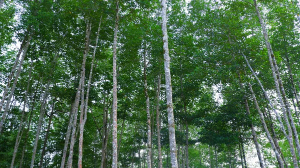 Yoğun, Yeşil ve Serin Mangrov Ormanlarının Doğal Manzarası, Belo Laut köyünde gün boyunca