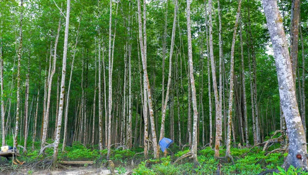 Přírodní Pohled Husté Husté Mangrovníkové Lesní Stromy Zelené Chladné Vesnici — Stock fotografie