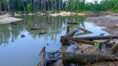 Hasarlı Mangrove Ormanı Doğal Ormanı Su ve çamurlu yüzeyde bazı ölü ağaçlar ile
