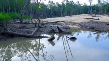 Mangrov Ormanının Doğal Ekosistemi Gündüzleri Belo Laut köyünde, Tin Ore madenciliğinde hasar gördü