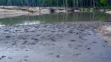 Gündüz vakti Belo Laut köyünde, Mangrove Ormanı 'nda yasadışı maden ocağı yapılmasıyla oluşan küçük çamurlu göl.