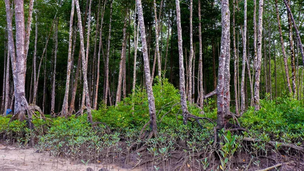 Ecosistema Foresta Mangrovie Densa Con Alberi Torreggianti Densi Nel Villaggio — Foto Stock
