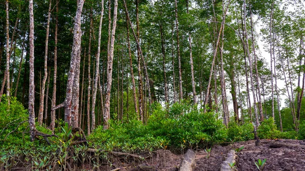 Floresta Densa Mangue Com Árvores Altas Crescendo Uma Superfície Lamacenta — Fotografia de Stock