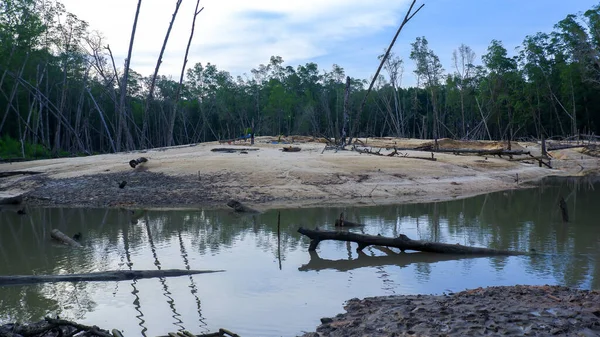 Mangrove Ormanı 'nın Doğal Manzarası. Gündüzleri Belo Laut Köyü' nde, bir kısmı teneke kum madenciliği tarafından hasar görmüş.