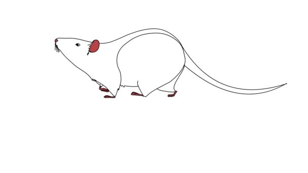 白い隔離された背景で速く走るマウスのアニメーション 無色の2D手描きアニメーション — ストック動画