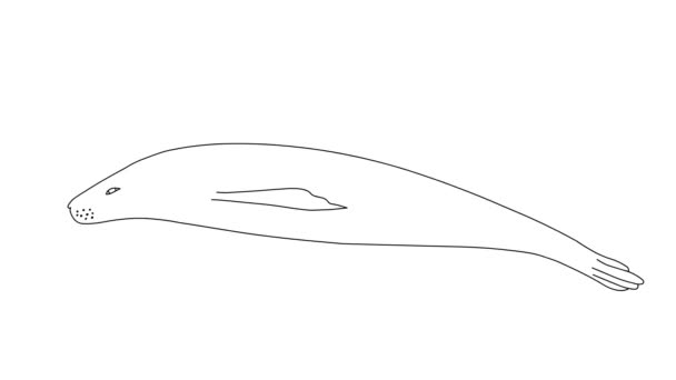 Animace Tuleně Plavání Bílém Izolovaném Pozadí Bezbarvá Ručně Kreslená Animace — Stock video