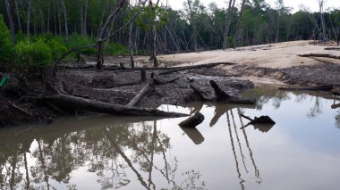 Mangrov Ormanının Doğal Ekosistemi Gündüzleri Belo Laut köyünde, Tin Ore madenciliğinde hasar gördü