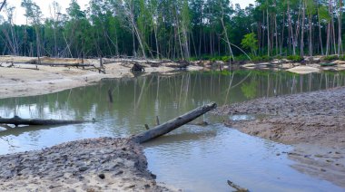 Gündüz vakti Belo Laut köyündeki çorak ve çorak bir mangrov ormanının doğal görüntüsü.