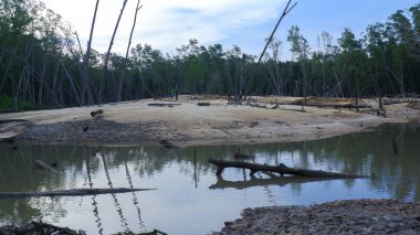 Mangrove Ormanı 'nın Doğal Manzarası. Gündüzleri Belo Laut Köyü' nde, bir kısmı teneke kum madenciliği tarafından hasar görmüş.