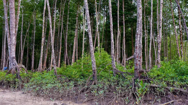 Ecossistema Florestal Denso Mangue Com Árvores Altas Densas Belo Laut — Fotografia de Stock