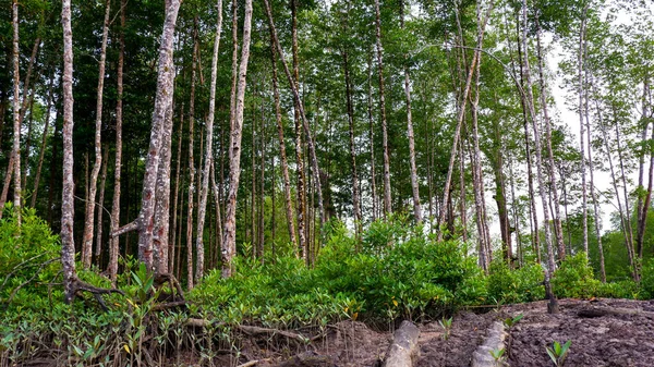 Sűrű Mangrove Erdő Magas Fák Nőnek Egy Sáros Felületen — Stock Fotó