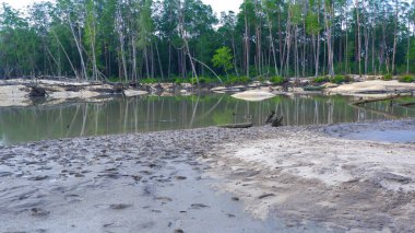 Sandy Plains 'in oynadığı küçük bir göl, öğleden sonra Belo Laut köyünde yoğun bir mangrov ormanına karşı kurulmuş.