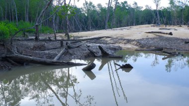 Mangrov Ormanının Doğal Ekosistemi Gündüzleri Belo Laut köyünde, Tin Ore madenciliğinde hasar gördü