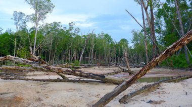 Mangrove Ormanı 'nda öğleden sonra Belo Laut Köyü' nde kurumuş ve ölü ağaçlar var.