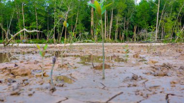 Öğleden sonra Belo Laut köyünde, arka planda Mangrove ormanının olduğu çamurlu ve sulu zemin.
