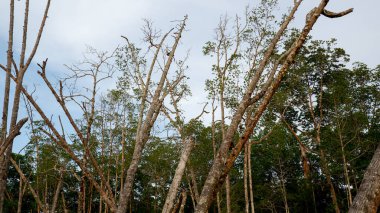 Kuru ve Ölü Mangrov Ormanı, yoğun bir Mangrove Ormanı zeminine karşı, Belo Laut köyünde, gün boyunca
