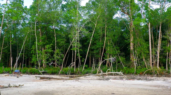 Зеленый Плотный Мангровый Лес Деревне Белу Лаут Течение Дня — стоковое фото