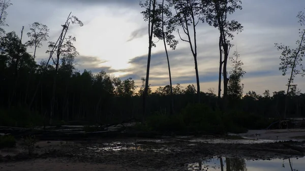 Çamurlu ve sulu zemin yüzeyleriyle yoğun Mangrove Ormanı manzarası ve akşam gökyüzüne karşı kurulmuş