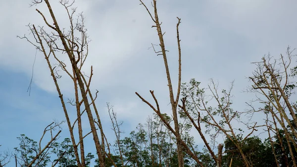 stock image Dead And Dry Mangrove Trees Against A Gray Cloudy Sky In The Background, In Belo Laut Village During The Day