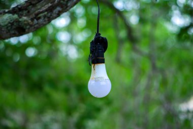 Akşamüstü Belo Laut Köyü 'ndeki yeşil bir orman arka planına karşı ağaca monte edilmiş beyaz bir ampul.