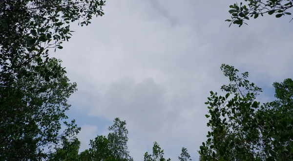 Silhouet Van Avicennia Marina Bomen Met Heldere Bewolkte Lucht Belo — Stockfoto