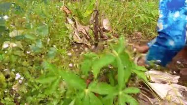 Endonezya 'da, gündüz vakti basit aletlerle çim biçen Asyalı kadın.