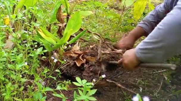 Женщина Убирает Траву Саду Используя Простые Инструменты Деревне Терабик Индонезия — стоковое видео