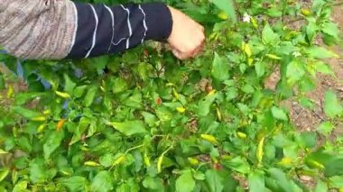 Asyalı kadın, öğle vakti, en güzel köyde, bir bahçede sarı biber topluyor.