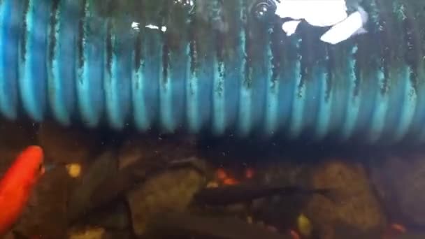 Typy Okrasných Ryb Domácím Akváriu Pohled Shora Vesnici Belo Laut — Stock video