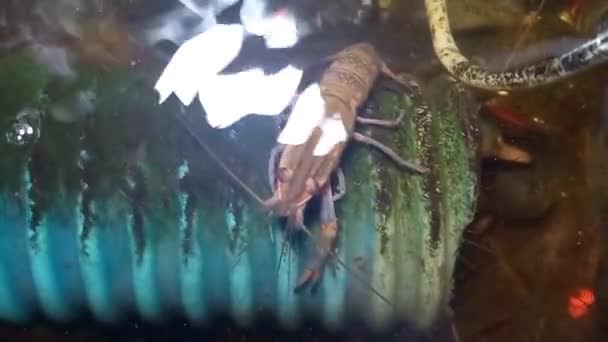 インドネシアのベロラウト村の水族館のパイプの上の淡水エビ — ストック動画
