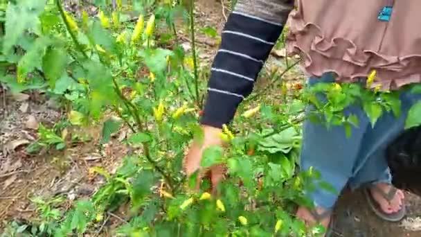 Activity Harvesting Yellow Chilies Garden Terabik Village Indonesia — Stock video