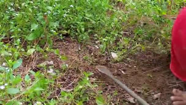 Activity Woman Pulling Weeds Garden Village Belo Laut Indonesia — Stock Video