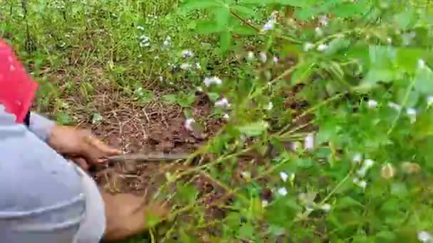 Woman Clearing Garden Fields Wild Moss Shrubs — Stock Video