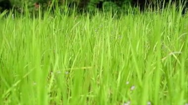 Gün boyunca tropik yeşil bir ormanın arka planında rüzgarda sallanan yabani otların görüntüsü