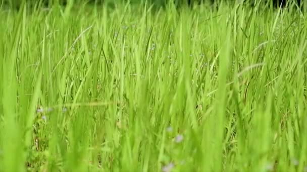Las Plantas Malas Hierbas Que Son Color Verde Brillante Durante — Vídeos de Stock