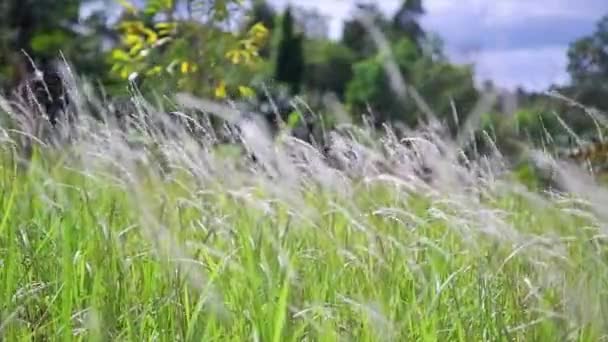 日中は風に吹かれて白い雑草の花 — ストック動画