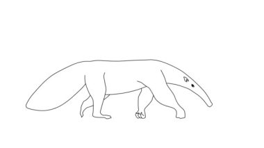 Anteater Yürüyen 2D Animasyon, Karikatür Karakteri Beyaz Arkaplanda İzole Edildi