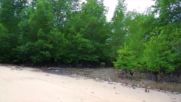 マングローブの森の生息地は密度が高く 朝のベロラウトの村で白い砂とビーチで成長します — ストック動画