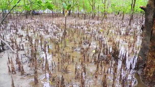 早朝のベロラウトの村で 泥と水の表面の上に突き出たアヴィセンニア マリーナ ツリーのルーツ — ストック動画