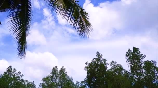Molnigt Klarblå Himmel Med Kokosnötsträd Och Trädtoppar Avicennia Marina Byn — Stockvideo