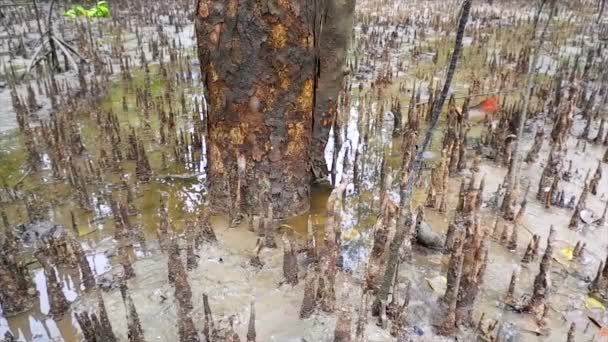 Avicennia Marina Wortels Bomen Met Modderige Waterige Oppervlakken Het Dorp — Stockvideo