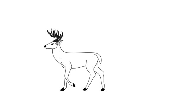 鹿の動物は孤立した白い背景で実行されています — ストック動画