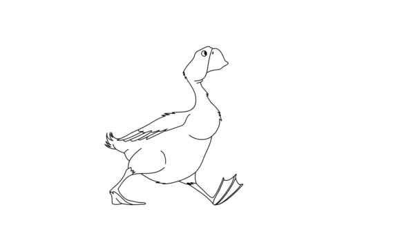 Animación Dibujada Mano Pato Caminando Personaje Dibujos Animados Aislado Sobre — Vídeos de Stock