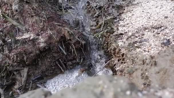 Stream Water Flowing Sandy Surface Dead Roots — Stock Video