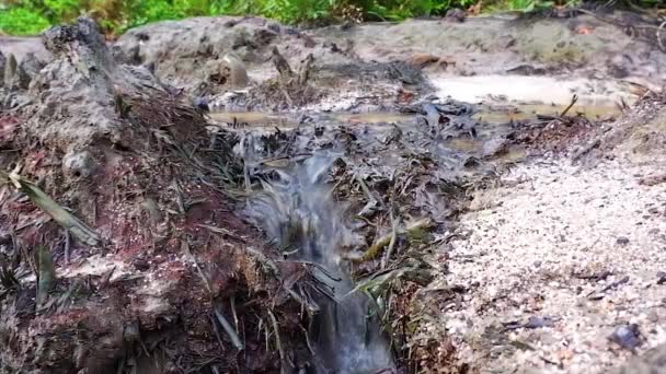 Woda Piaszczystych Błotnistych Powierzchni Martwymi Drewnianymi Korzeniami — Wideo stockowe